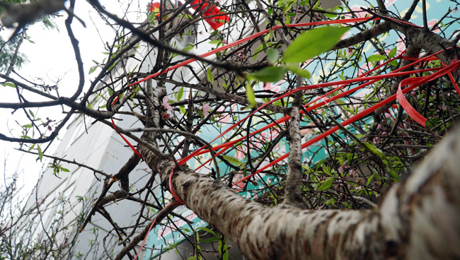 Trước Tết 2 tuần: Đào rừng đổ bộ phố Thủ đô, thét giá chục triệu